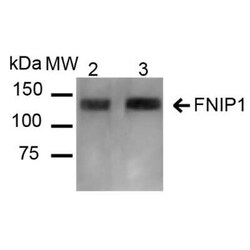 FNIP1 Antibody, Novus Biologicals 100 &mu;g | Buy Online | Novus Biologicals | Fisher Scientific